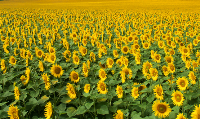 agroglobal